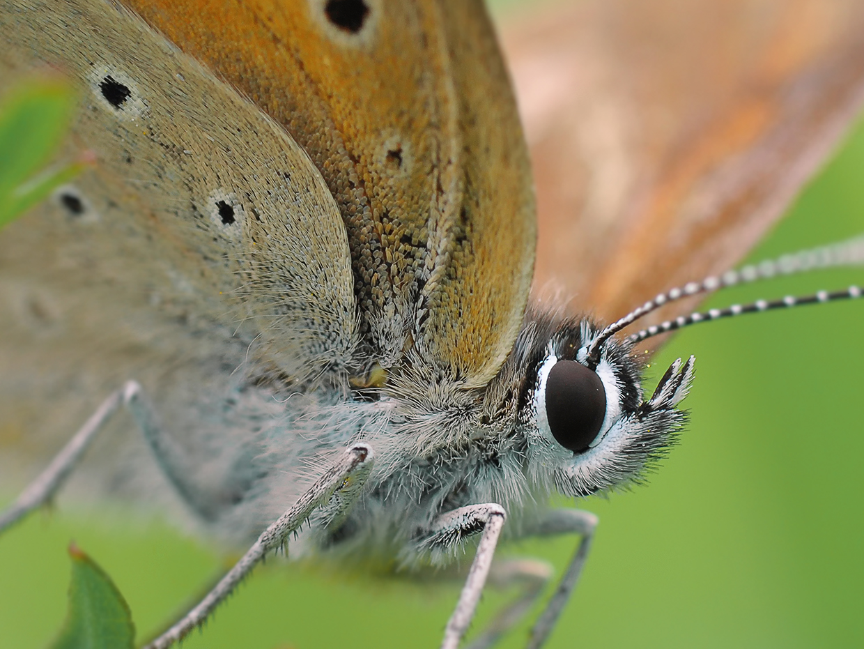 Butterfly Closeup 100
