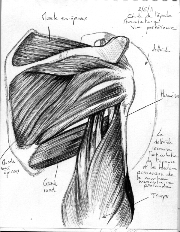 anatomic_study_shoul_muscles_3_by_mourkhayn-d3901cg.jpg