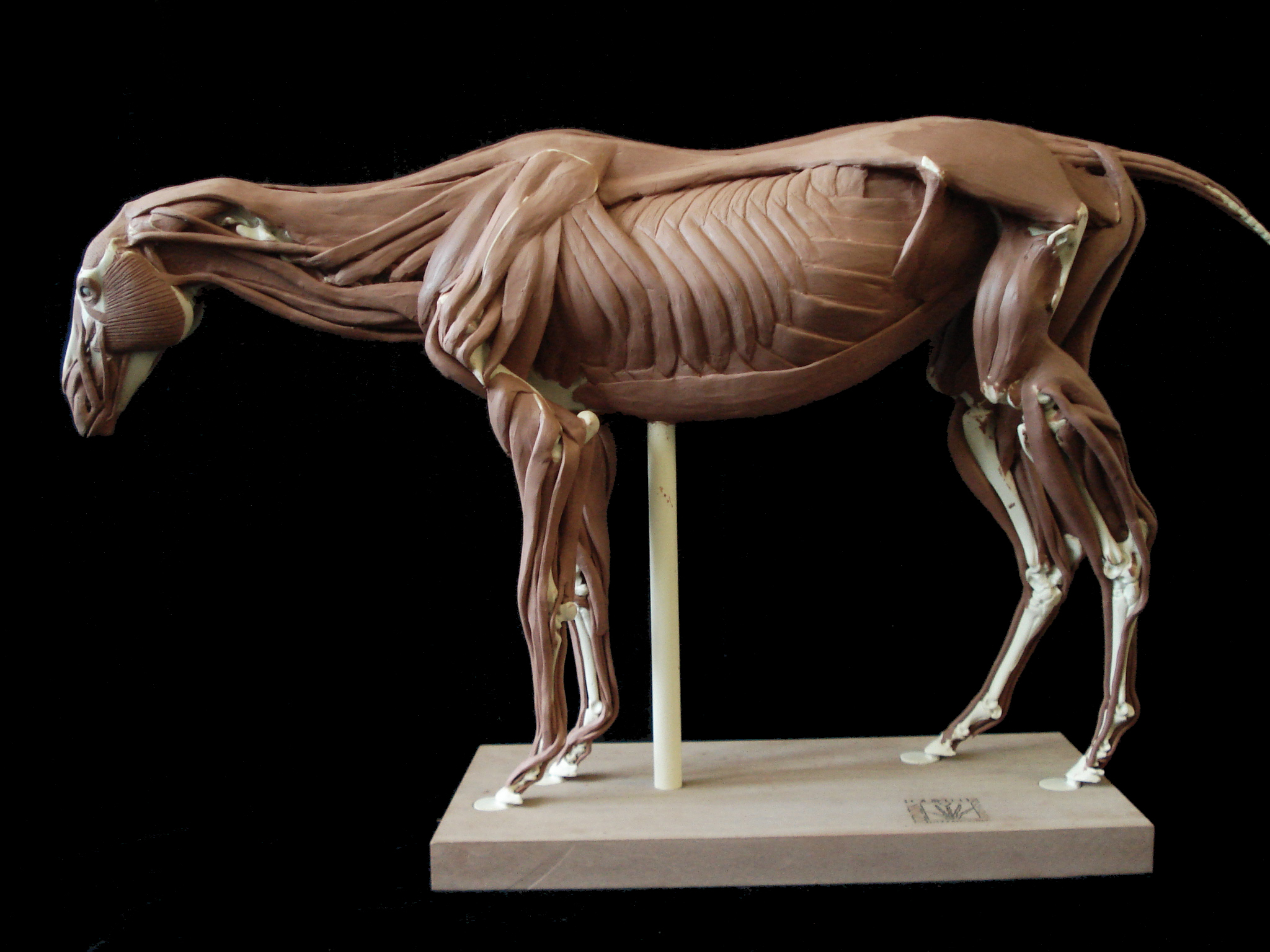 horse anatomy on Pinterest | Animal Anatomy, Horses and Anatomy