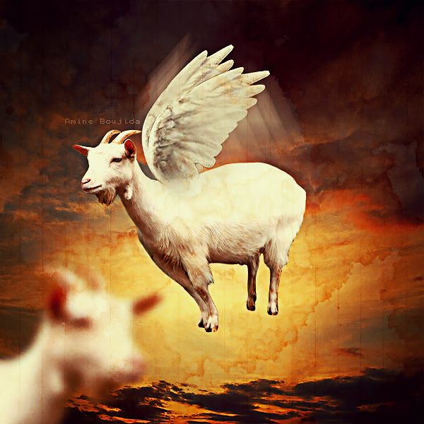 flying_goat_by_don_amine-d4vpp5b.png