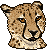 cheetah_by_dpa_avatars-d5p4n8u.gif