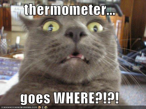 funny_pictures_cat_realizes_where_the_thermometer__by_justiceravenscraft-d5yzuut.jpg