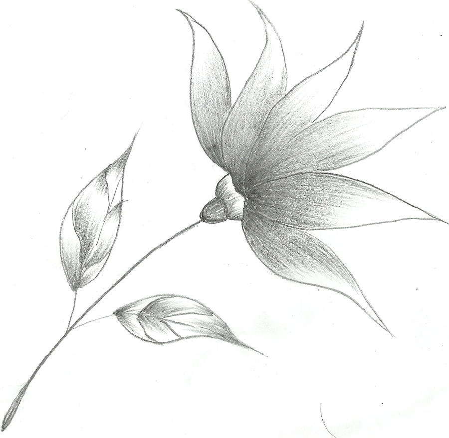 Flower Sketch By Mubibuddy On DeviantART