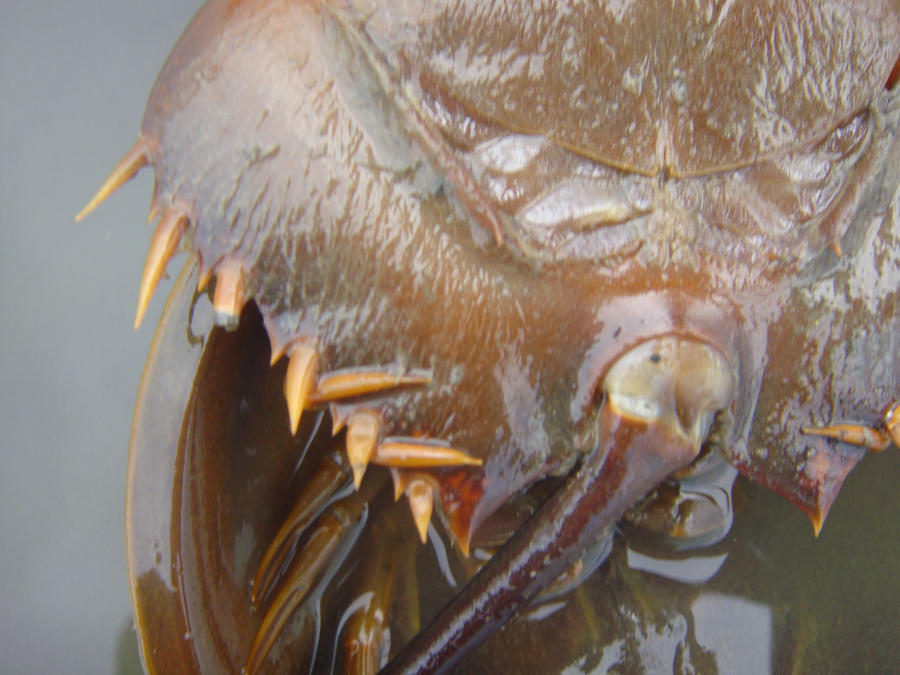 horseshoe crab blood. 2011 of the horseshoe crab
