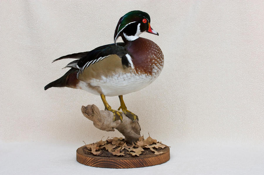 wood duck mounts. TEX-O-BOB + Wood Duck  Pure