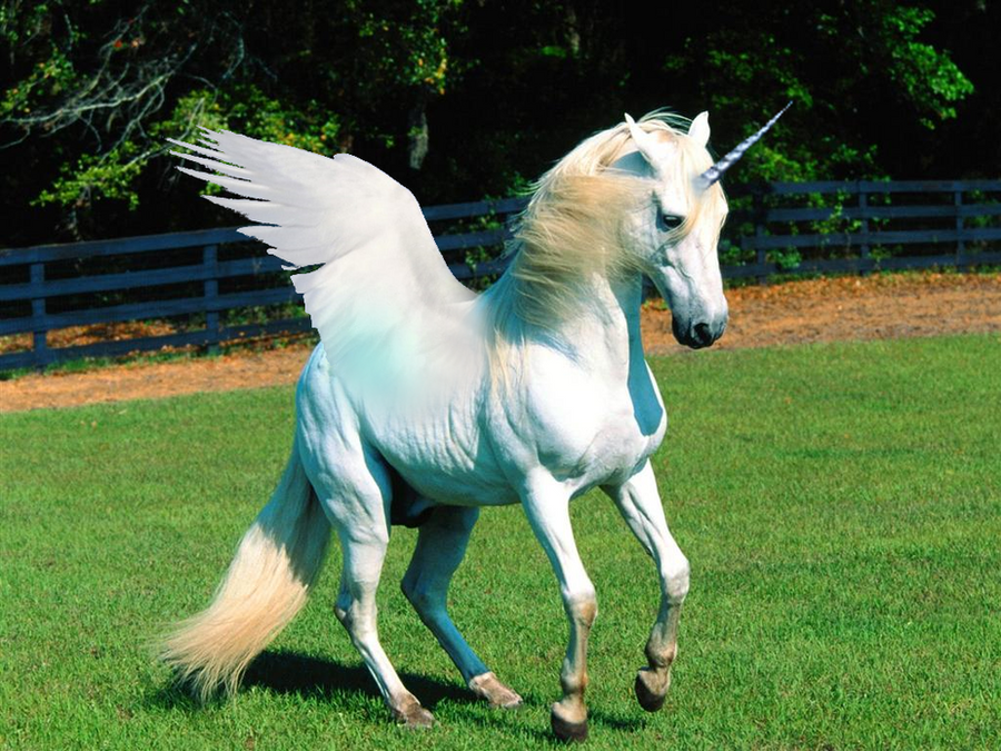 A real unicorn? Lol XD by Animals09890 on DeviantArt