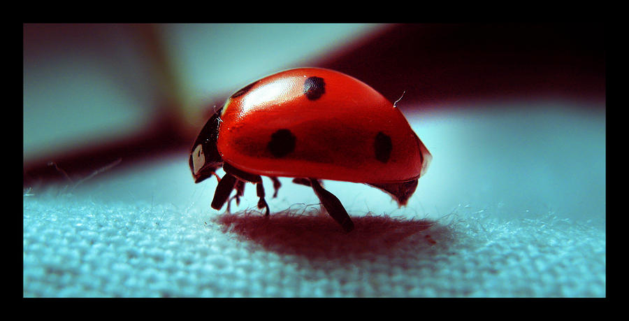 ladybug by niwet