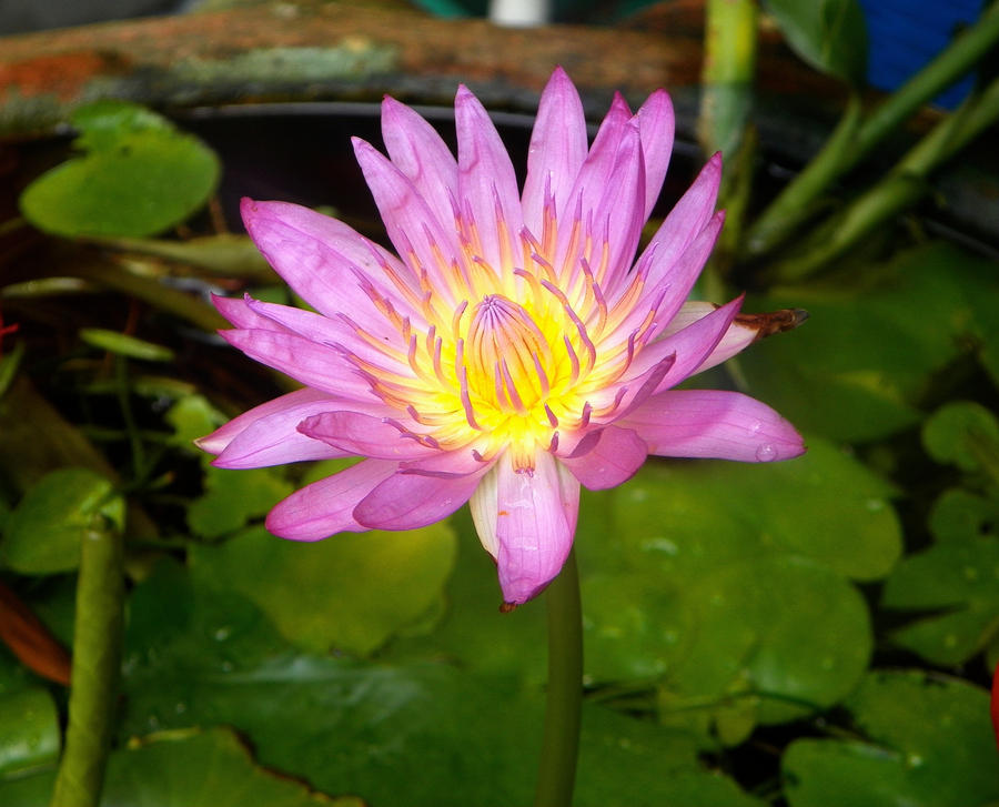 Lotus Flower by DavaAddiction