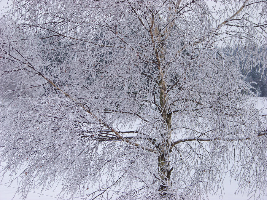 tree in snow wallpaper > tree in snow Papel de parede > tree in snow Fondos 