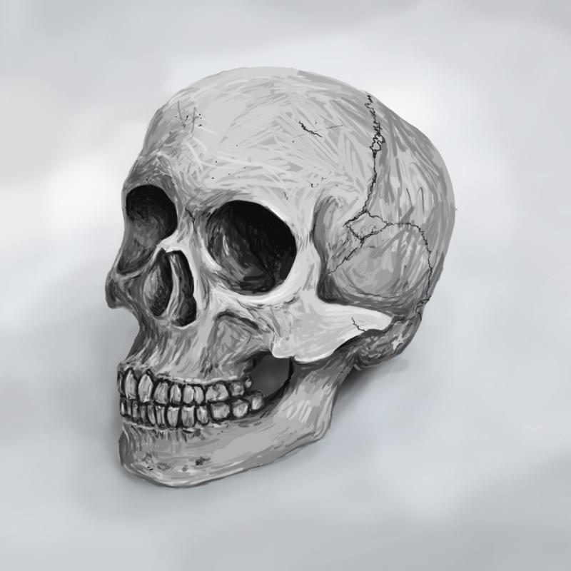 [Image: skull_study_by_jeffers800-d4ob6mp.jpg]