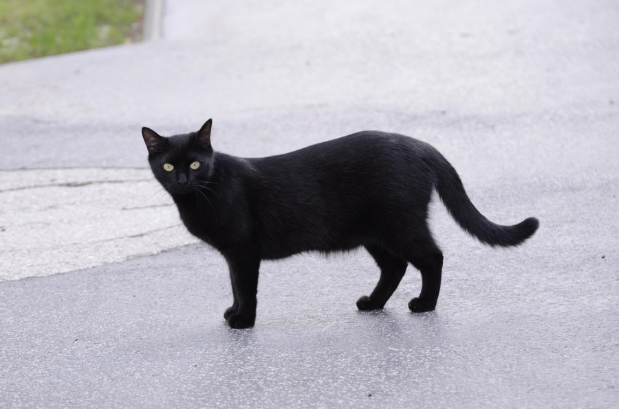 black_cat_15_by_lakela-d53libl.jpg