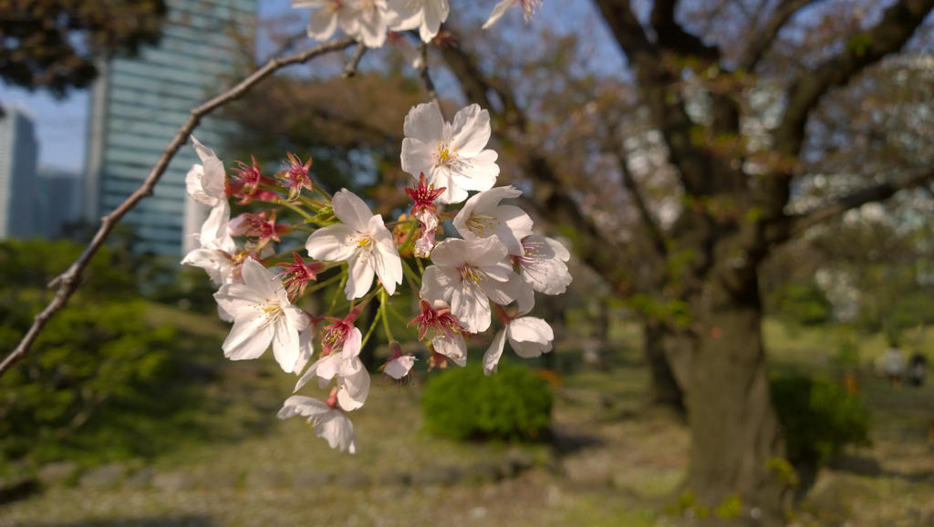 cherry_blossom_in_japan_by_sdfgdifboj-d7