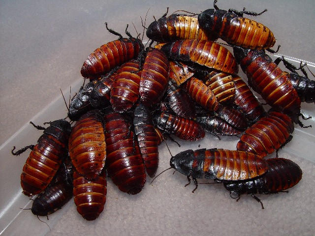 Man dies after winning cockroach eating contest 1