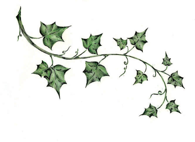Green Ivy - shoulder tattoo