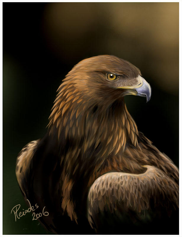 golden eagle hunting. The Golden Eagle, King of the