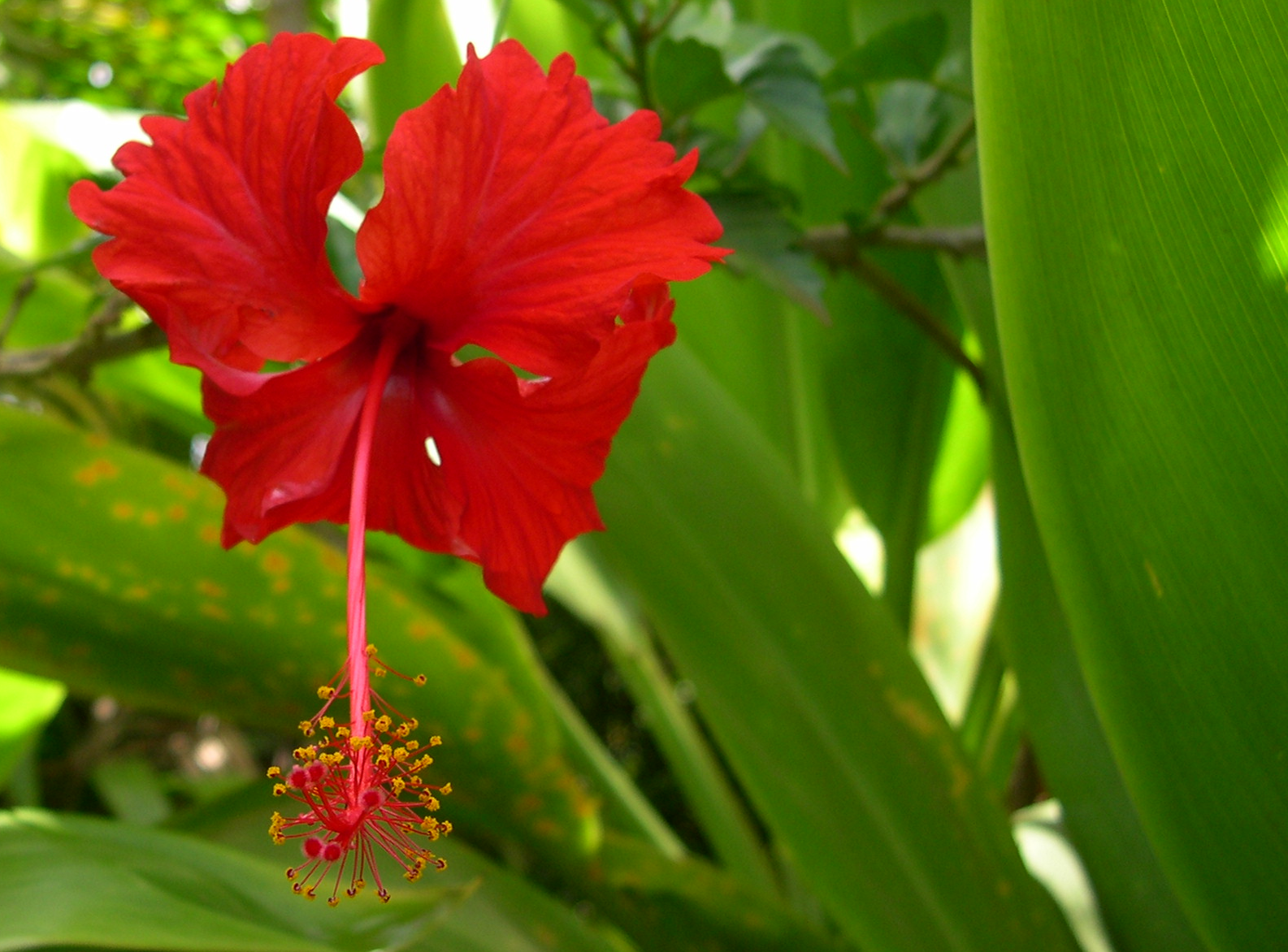 Simple Hawaiian Flower by phrosty on deviantART
