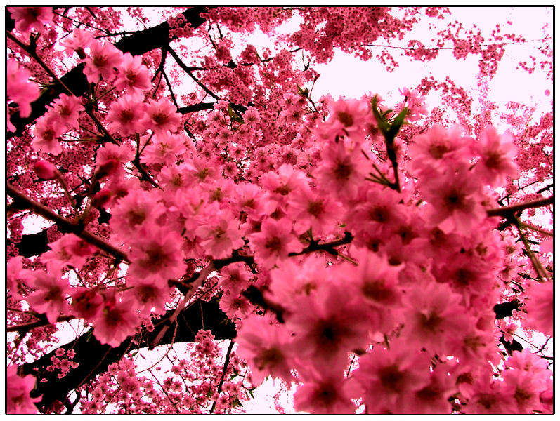 http://fc05.deviantart.net/images3/i/2004/113/9/9/Pink_Flowers.jpg