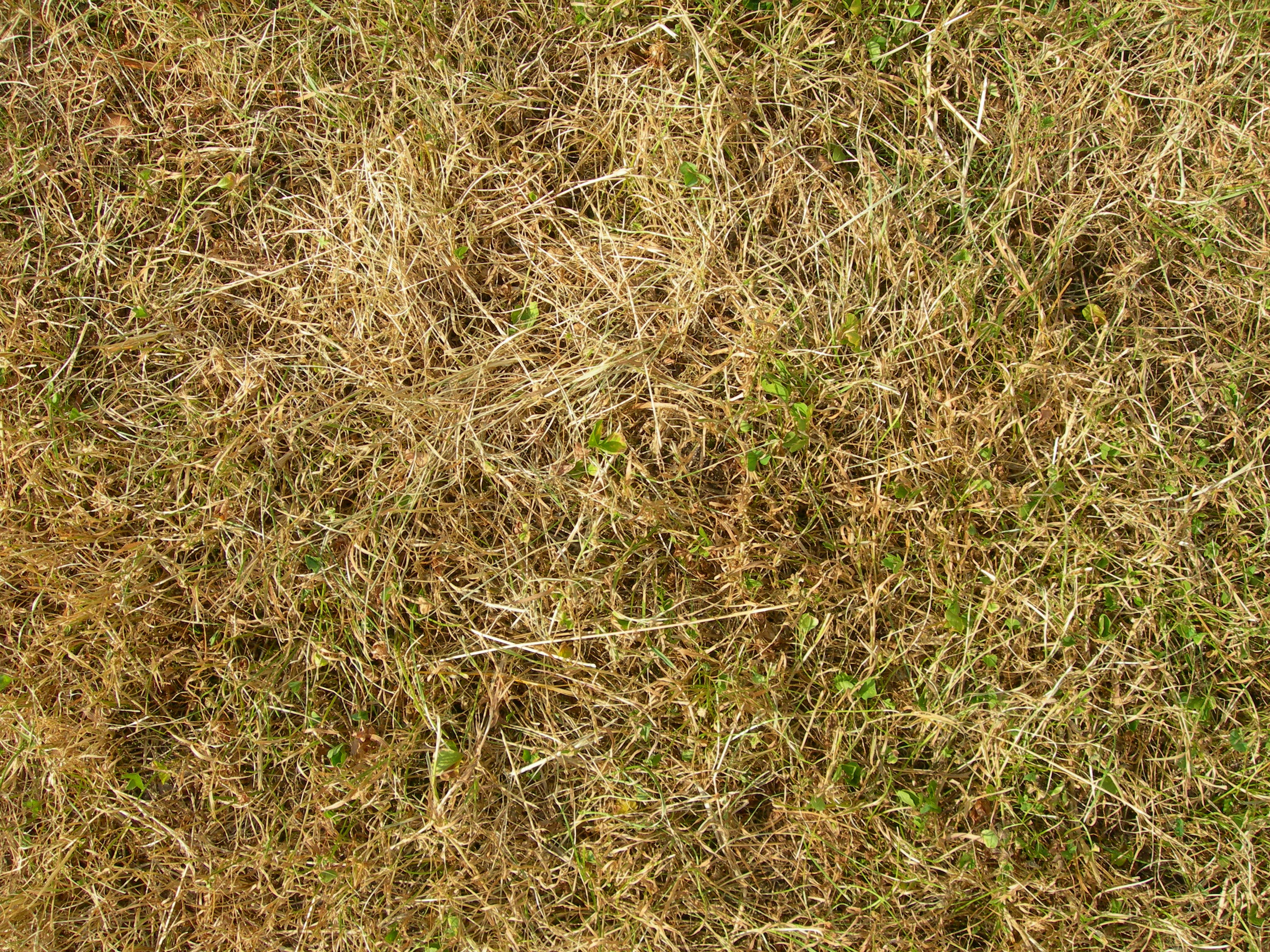 texture - dead grass by kuschelirmel-stock on DeviantArt