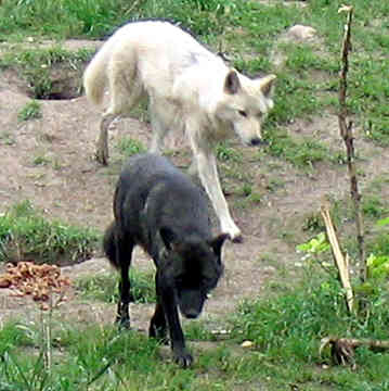 A_white_wolf_and_a_black_wolf_by_Keara_sama.jpg
