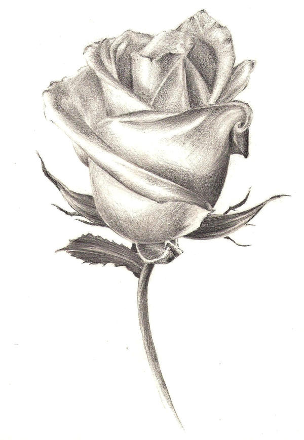Aime la Rose Epouse l'Epine by crayon2papier on DeviantArt