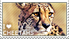 I love Cheetahs by WishmasterAlchemist