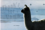 Thank S For Llama By Kmygraphic-d6l4bll by anne1956