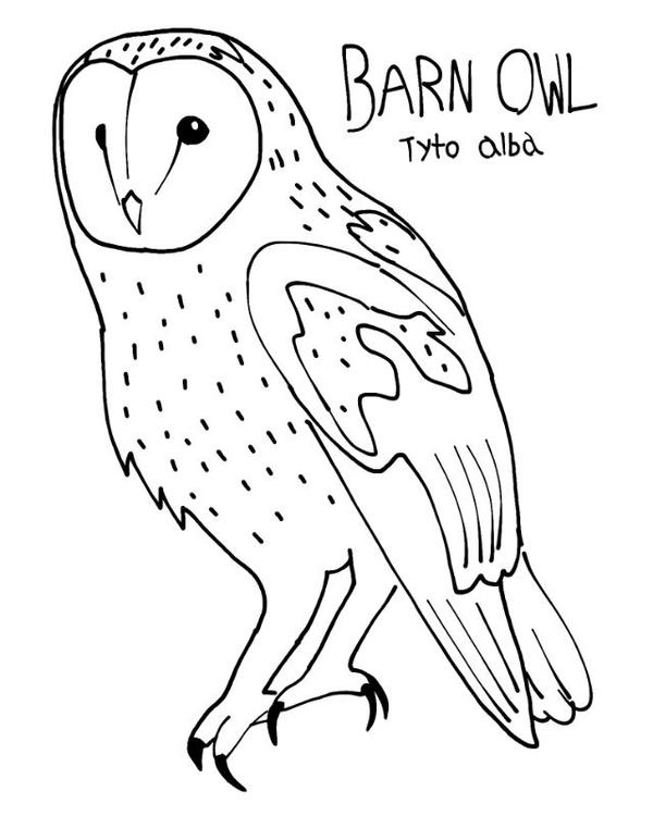Barn Owl Colouring Page by ProjectOWL on DeviantArt