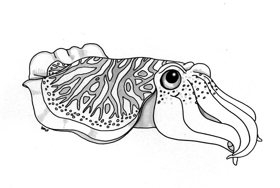 Cuttlefish by ArchangelRobriel