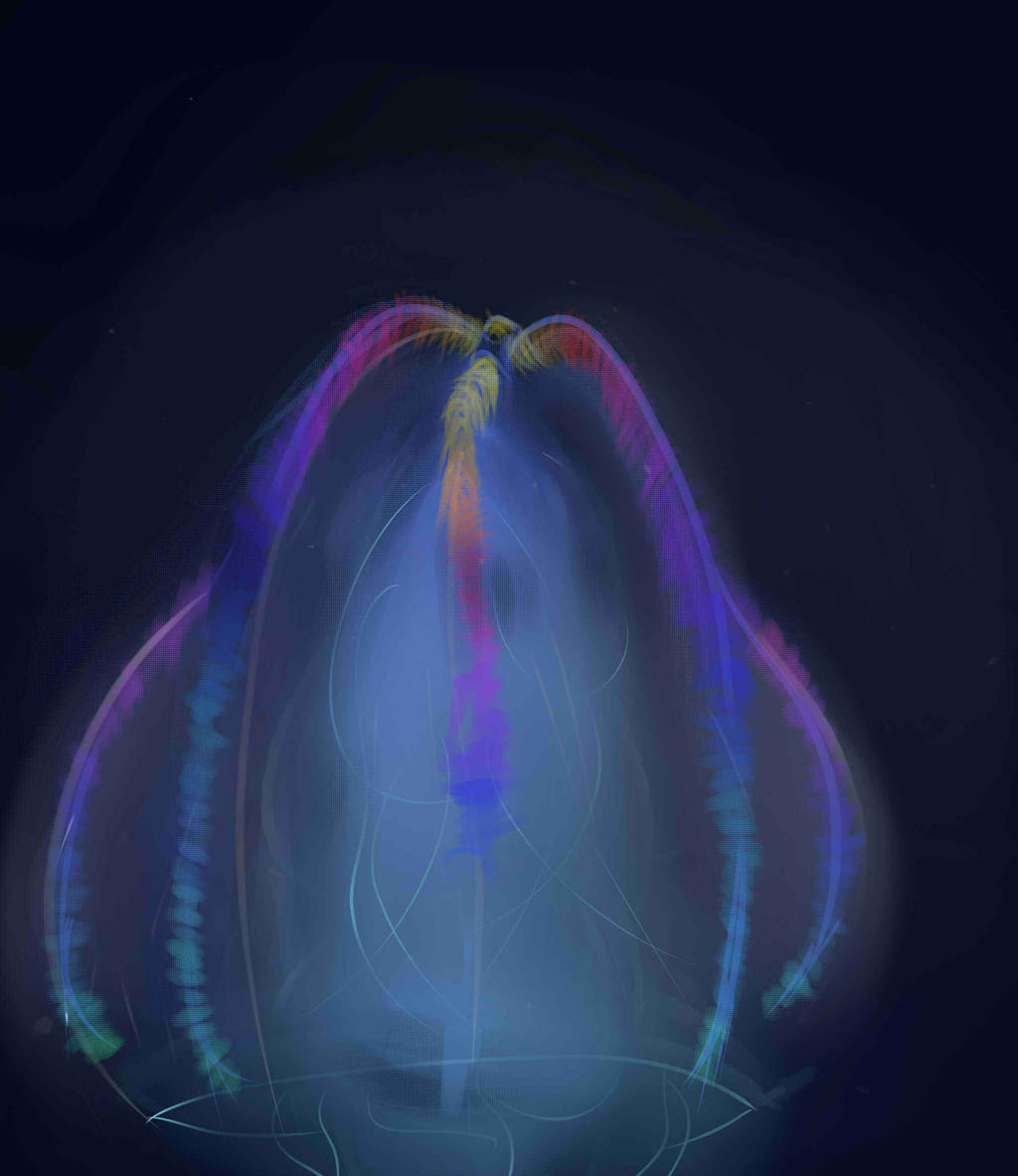 The Comb Jellyfish by MarshallLee-vampire on DeviantArt